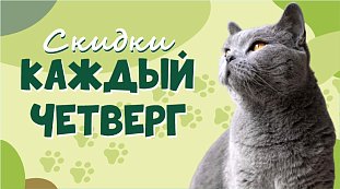 День кота